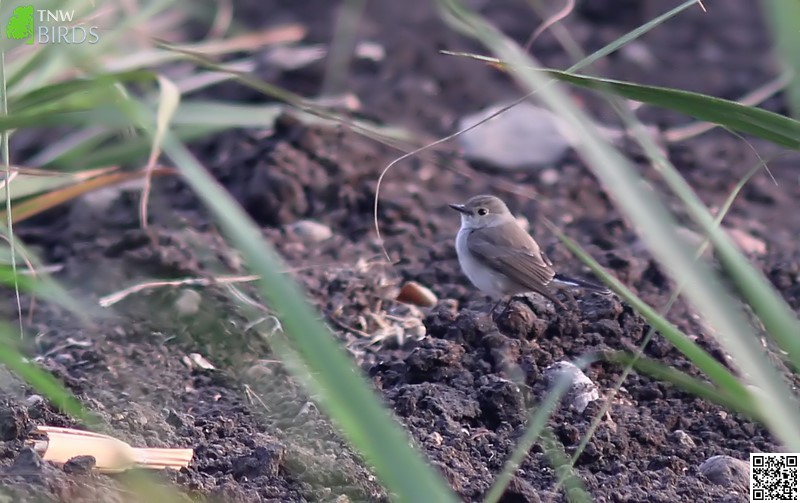 Taiga Flycatcher